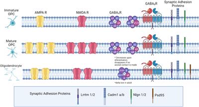 Neuron to Oligodendrocyte Precursor Cell Synapses: Protagonists in Oligodendrocyte Development and Myelination, and Targets for Therapeutics